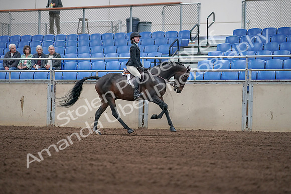 2019 Morgan Horse Show - Sept 01, 2019 - 03877