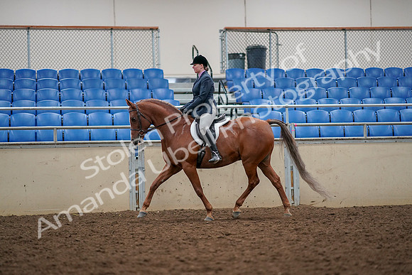 2019 Morgan Horse Show - Aug 30, 2019 - 22310