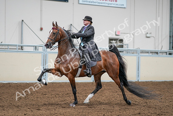 2020 - AB Morgan Horse - Sat, Sept 05 - 13173