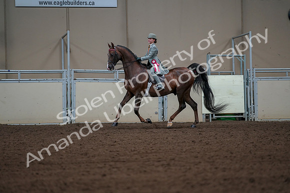 2019 Morgan Horse Show - Aug 30, 2019 - 18239