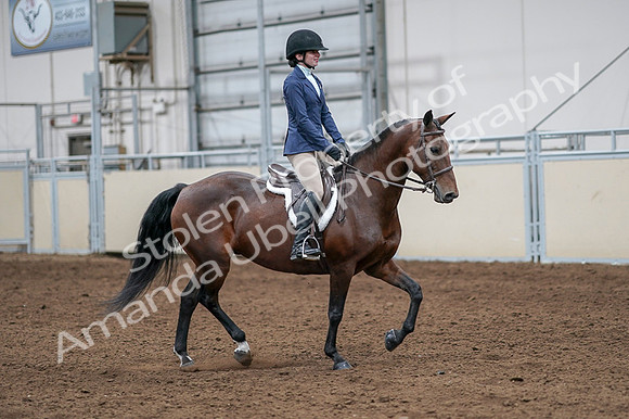 2020 - AB Morgan Horse - Fri, Sept 04 - 05973