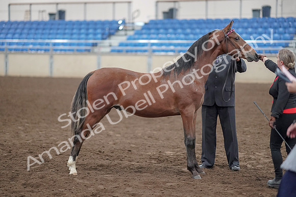 2019 Morgan Horse Show - Aug 31, 2019 - 00153