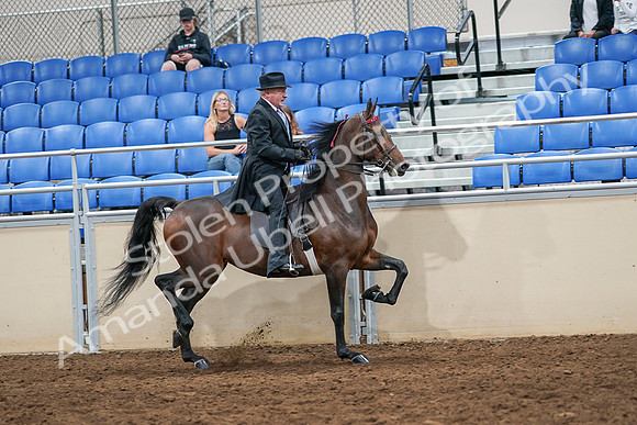 2020 - AB Morgan Horse - Sat, Sept 05 - 08163