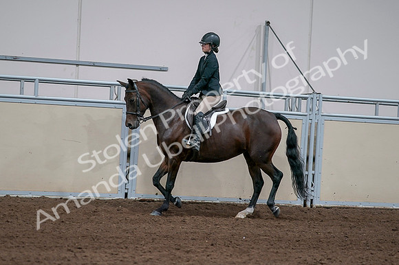 2020 - AB Morgan Horse - Fri, Sept 04 - 05955