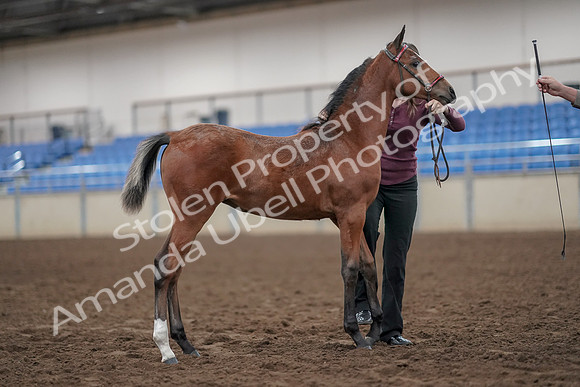 2019 Morgan Horse Show - Aug 31, 2019 - 00454
