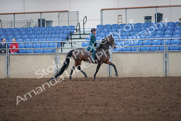 2019 Morgan Horse Show - Aug 30, 2019 - 18063