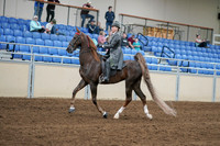 2020 - AB Morgan Horse - Sat, Sept 05 - 06686