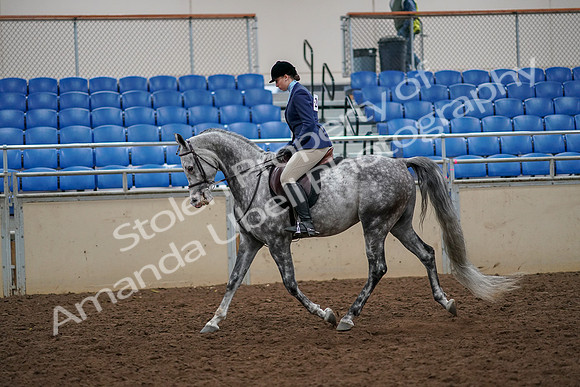 2019 Morgan Horse Show - Aug 30, 2019 - 22202