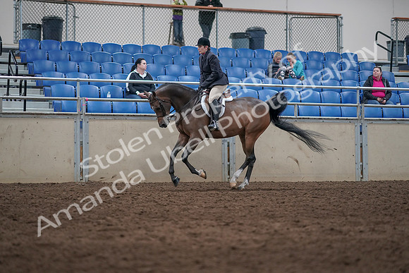2019 Morgan Horse Show - Sept 01, 2019 - 08720