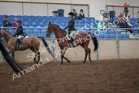 2019 Morgan Horse Show - Aug 30, 2019 - 20449