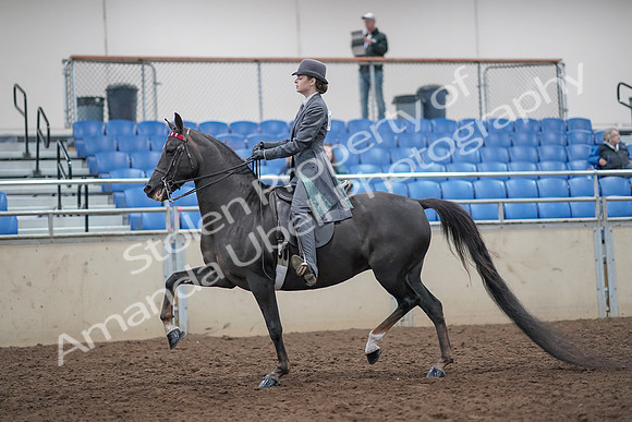 2019 Morgan Horse Show - Aug 31, 2019 - 09278