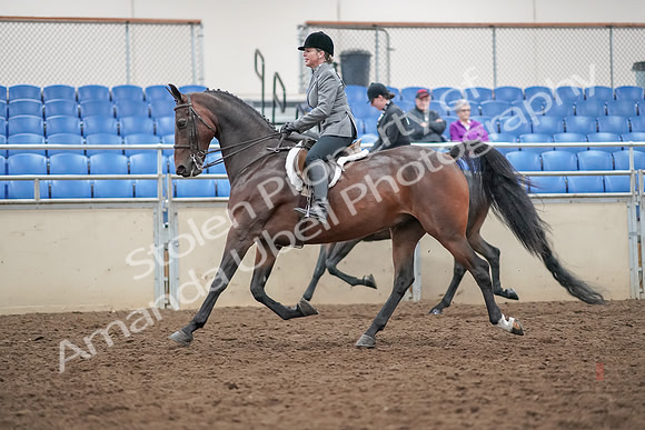 2019 Morgan Horse Show - Aug 30, 2019 - 20189