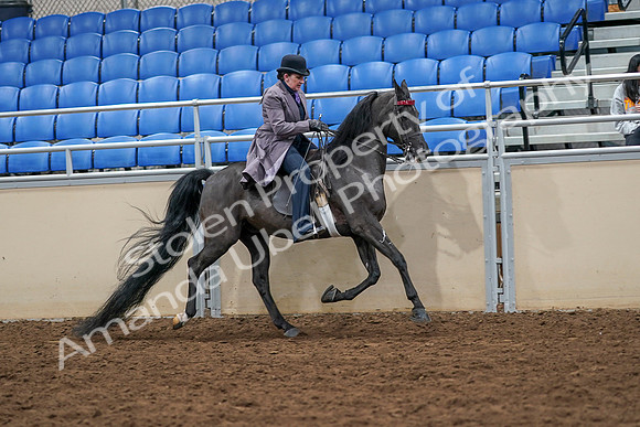 2020 - AB Morgan Horse - Sat, Sept 05 - 13986