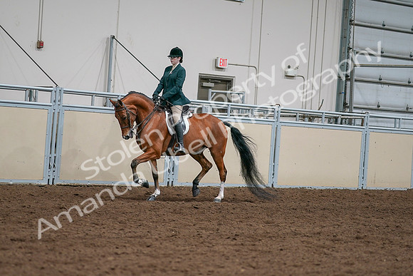 2020 - AB Morgan Horse - Sat, Sept 05 - 05004