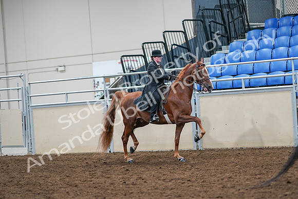 2020 - AB Morgan Horse - Sat, Sept 05 - 08244