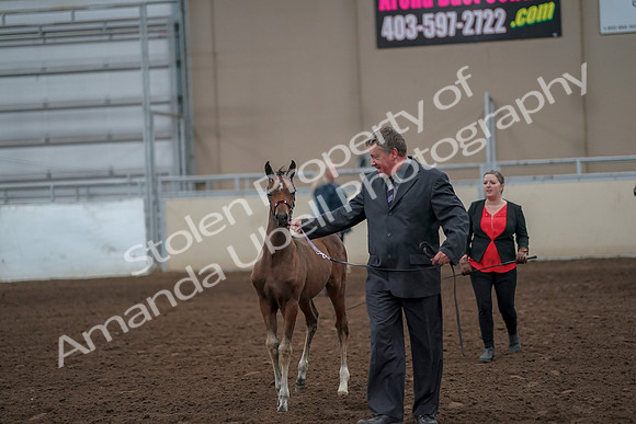 2019 Morgan Horse Show - Aug 31, 2019 - 00391
