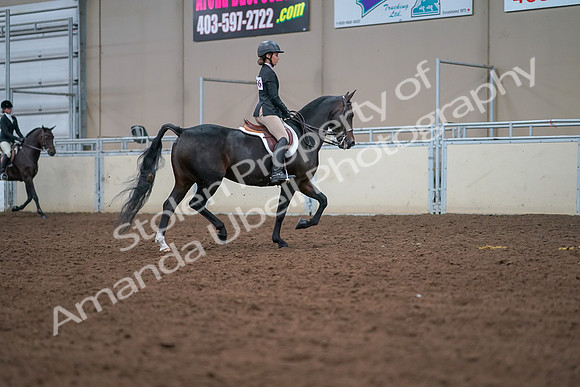 2019 Morgan Horse Show - Aug 30, 2019 - 20947