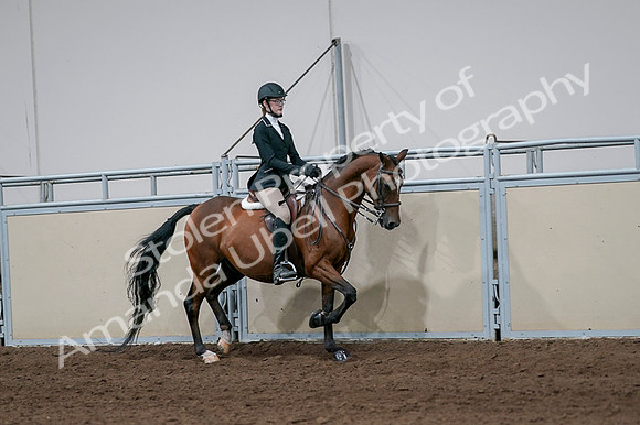 2020 - AB Morgan Horse - Fri, Sept 04 - 05998
