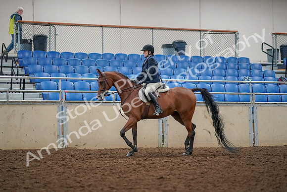 2019 Morgan Horse Show - Aug 30, 2019 - 22256