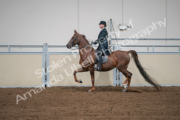 2020 - AB Morgan Horse - Fri, Sept 04 - 07988