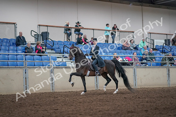 2019 Morgan Horse Show - Aug 31, 2019 - 08602