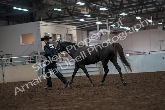 2019 Morgan Horse Show - Aug 31, 2019 - 02066