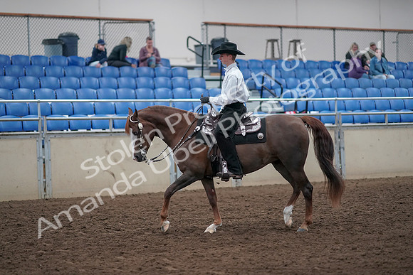 2019 Morgan Horse Show - Aug 31, 2019 - 14109
