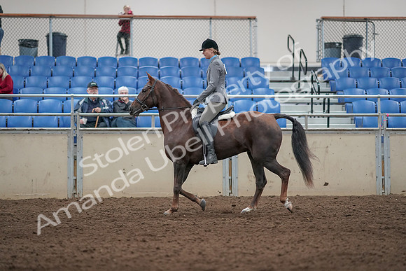 2019 Morgan Horse Show - Aug 31, 2019 - 07153