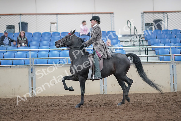 2019 Morgan Horse Show - Aug 31, 2019 - 09412