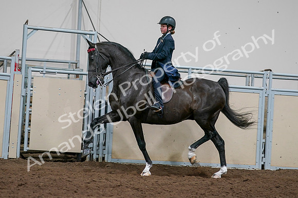 2020 - AB Morgan Horse - Fri, Sept 04 - 03243