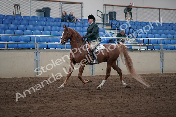 2019 Morgan Horse Show - Sept 01, 2019 - 12179