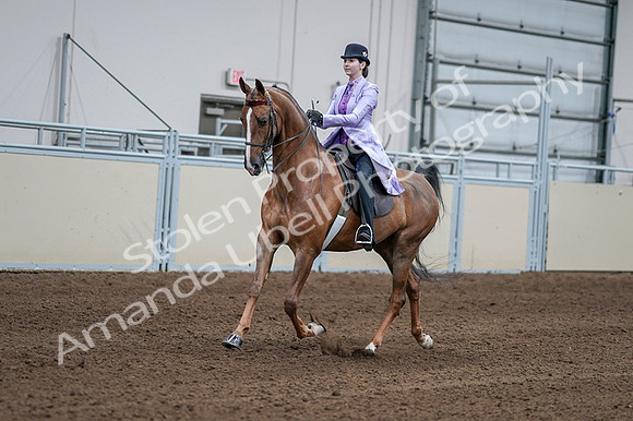 2020 - AB Morgan Horse - Fri, Sept 04 - 05008