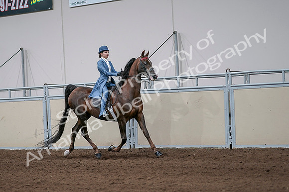 2020 - AB Morgan Horse - Fri, Sept 04 - 05119
