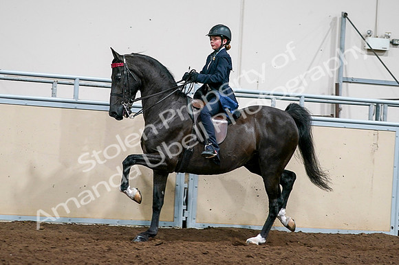 2020 - AB Morgan Horse - Fri, Sept 04 - 03236