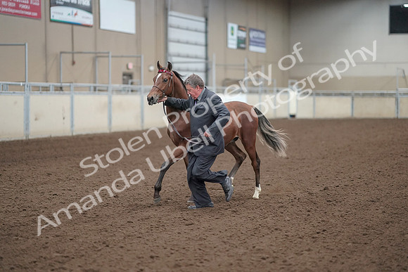 2019 Morgan Horse Show - Aug 31, 2019 - 00248