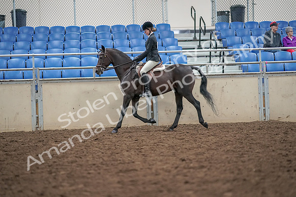2019 Morgan Horse Show - Aug 30, 2019 - 20136