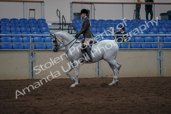 2019 Morgan Horse Show - Sept 01, 2019 - 08572