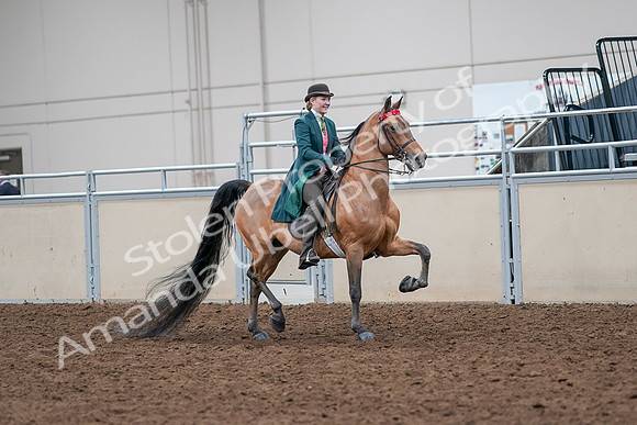 2020 - AB Morgan Horse - Sat, Sept 05 - 13848