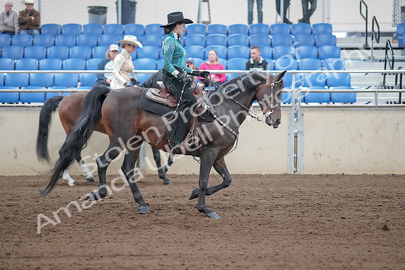 2019 Morgan Horse Show - Sept 01, 2019 - 07025