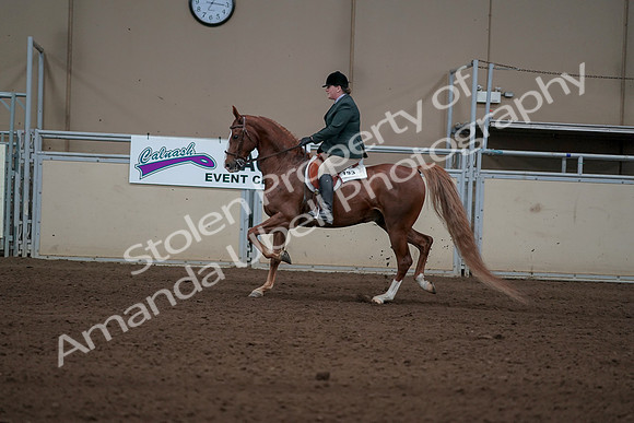 2019 Morgan Horse Show - Sept 01, 2019 - 12231
