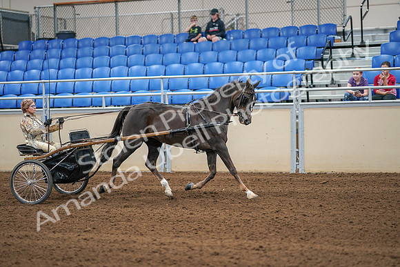 2020 - AB Morgan Horse - Sat, Sept 05 - 05947