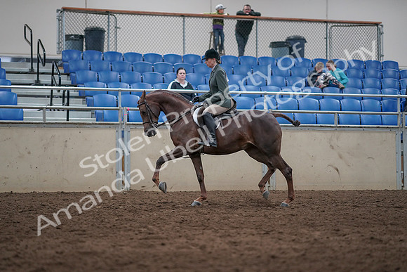 2019 Morgan Horse Show - Sept 01, 2019 - 08623