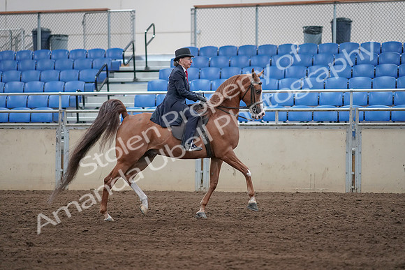 2019 Morgan Horse Show - Sept 01, 2019 - 11975