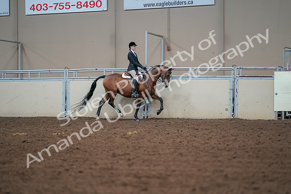 2019 Morgan Horse Show - Aug 30, 2019 - 20754