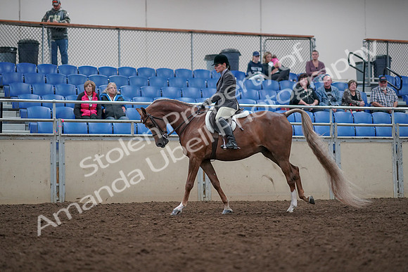 2019 Morgan Horse Show - Aug 31, 2019 - 15994