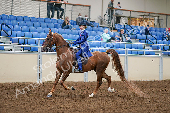 2020 - AB Morgan Horse - Fri, Sept 04 - 04876