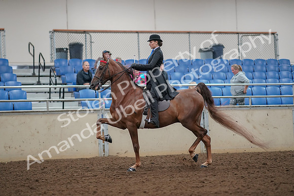 2019 Morgan Horse Show - Aug 30, 2019 - 25048