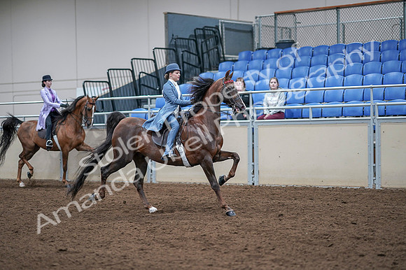 2020 - AB Morgan Horse - Fri, Sept 04 - 05054