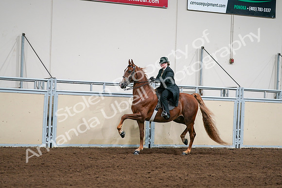 2020 - AB Morgan Horse - Sat, Sept 05 - 08038