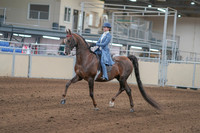 2020 - AB Morgan Horse - Sun, Sept 06 - 00011